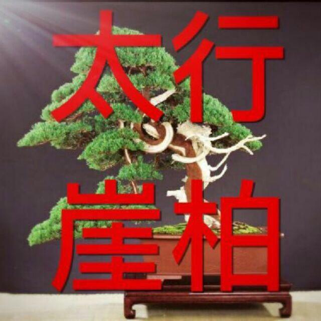 A太行崖柏木店