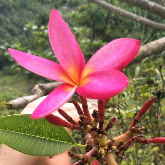 红豆