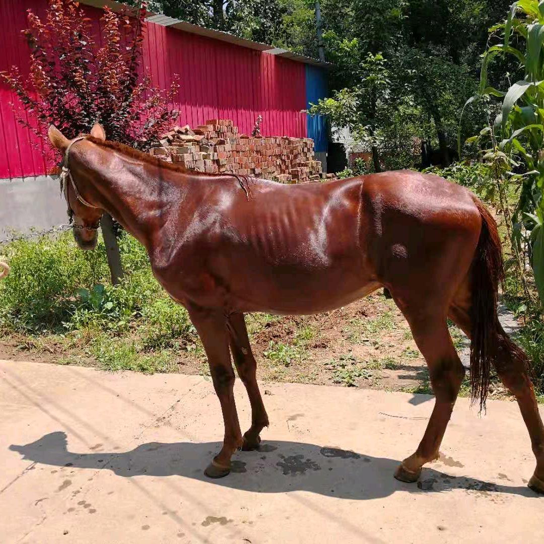 鹰王再生永宁青山村养马骑马人