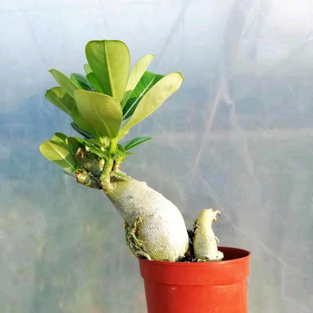 南美姐姐花卉场