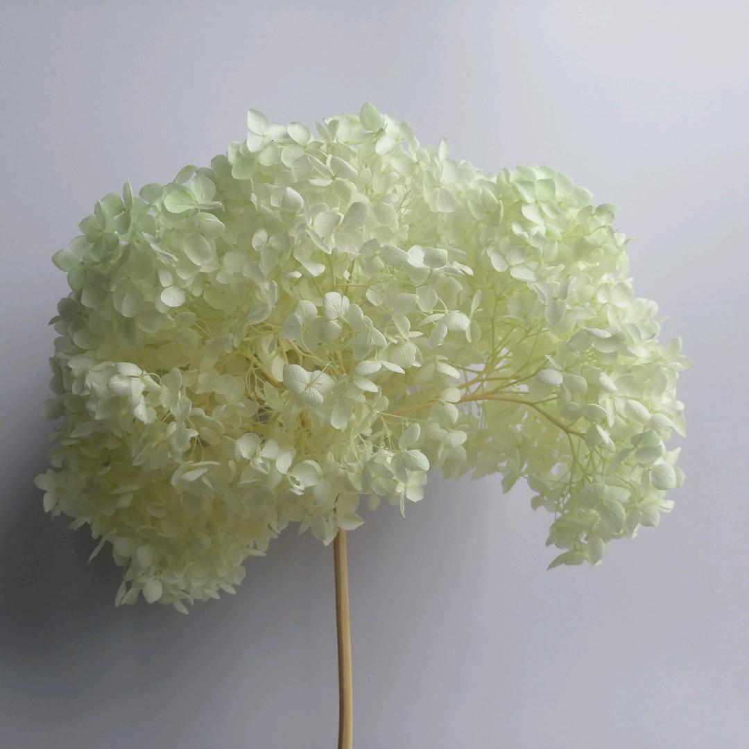 云南鲜花花卉园