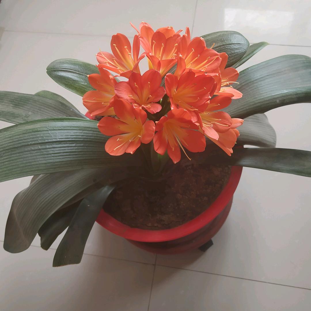 荣嘛嘛