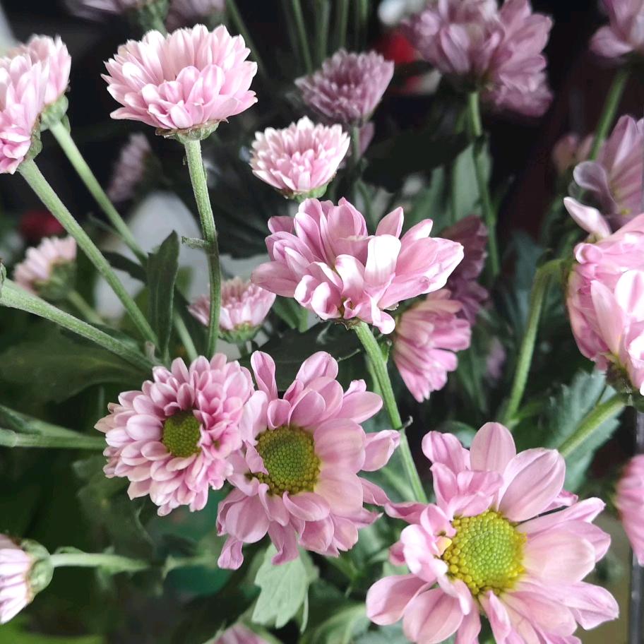 向日葵   书单  诗（好物在橱窗）