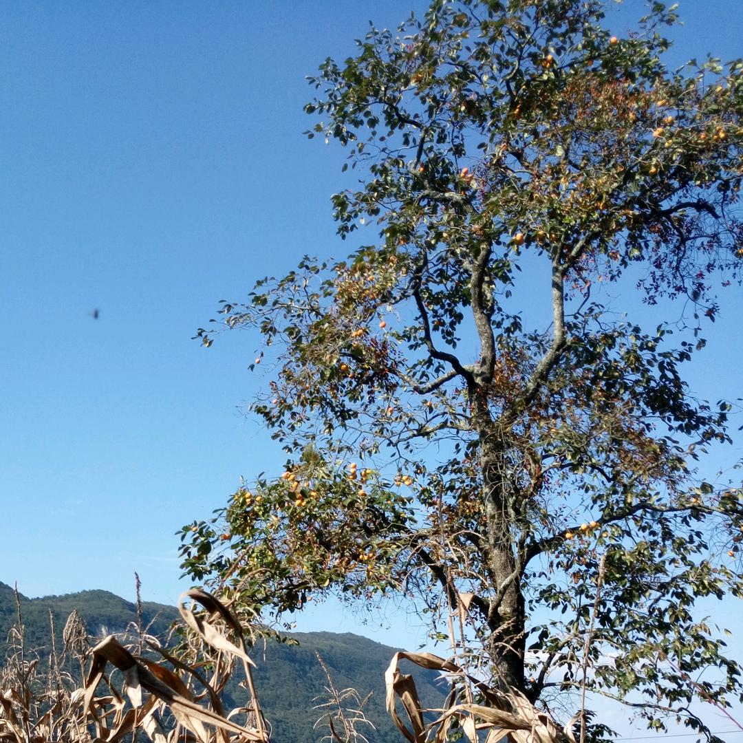 土城开心服饰（晶小朵）