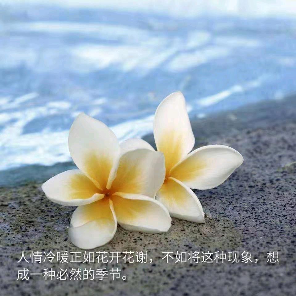 萌萌竹蜻蜓