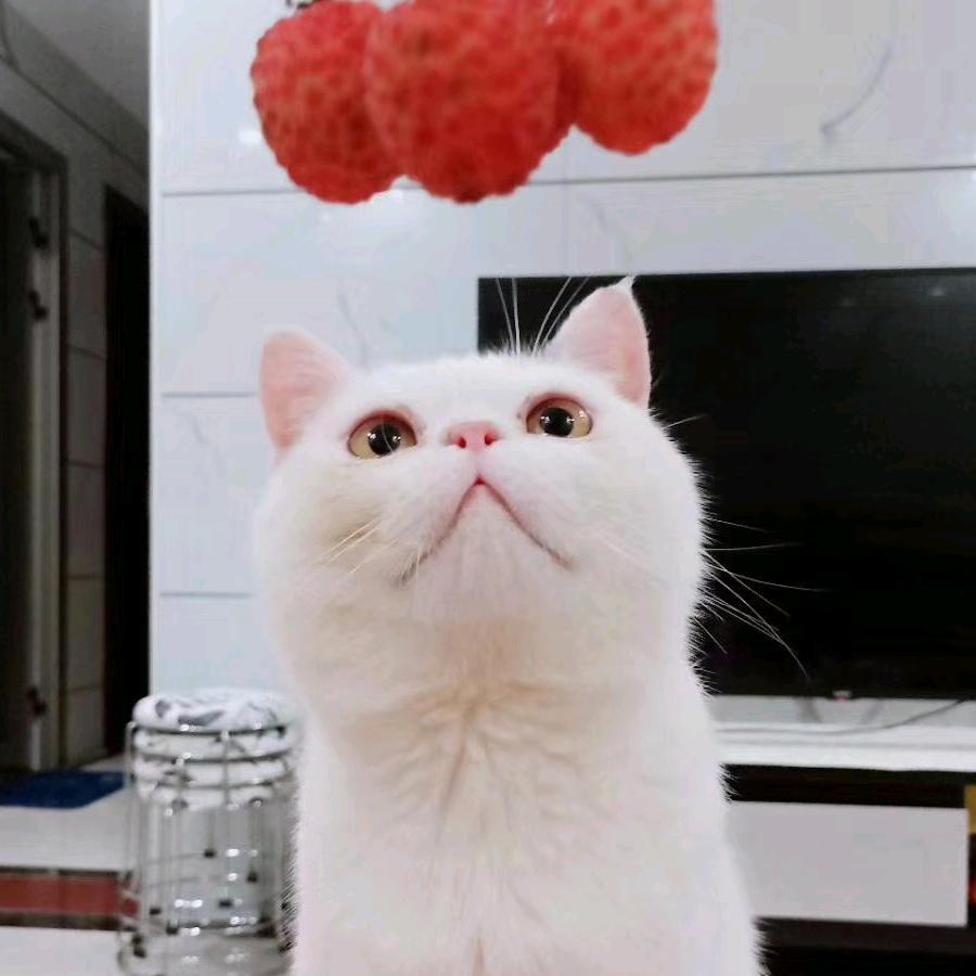 海绵宝宝与派大星