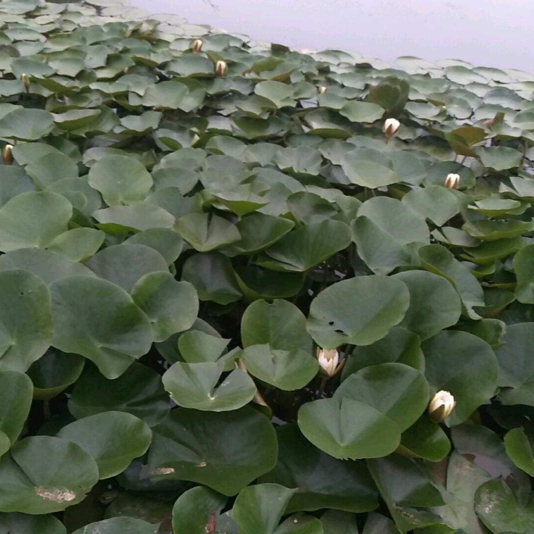 王从伟