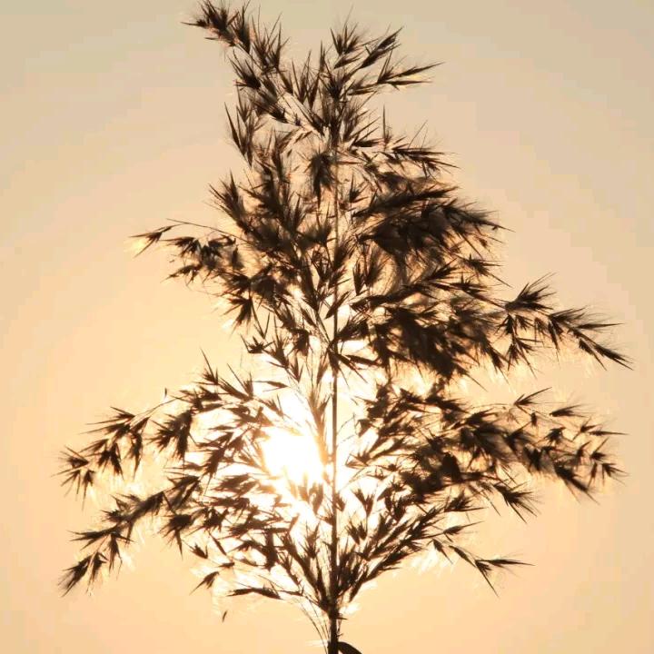 微微芦苇