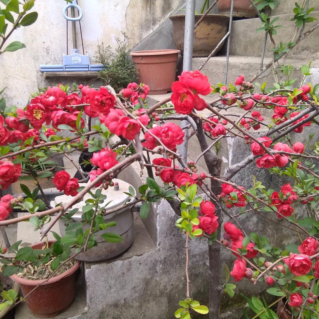 夕阳🌹🌹