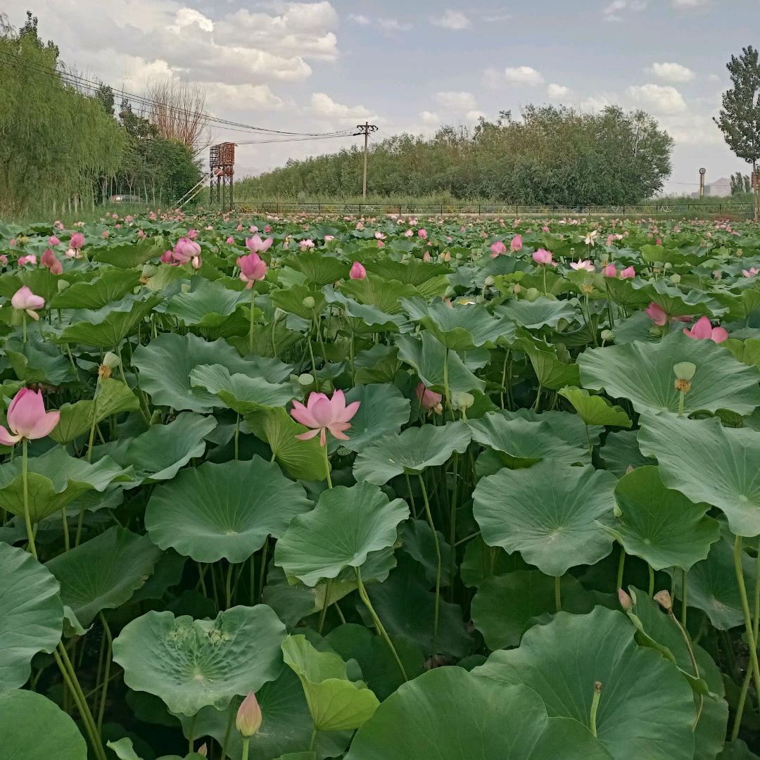 沙漠狼