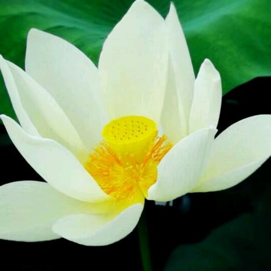 无花果