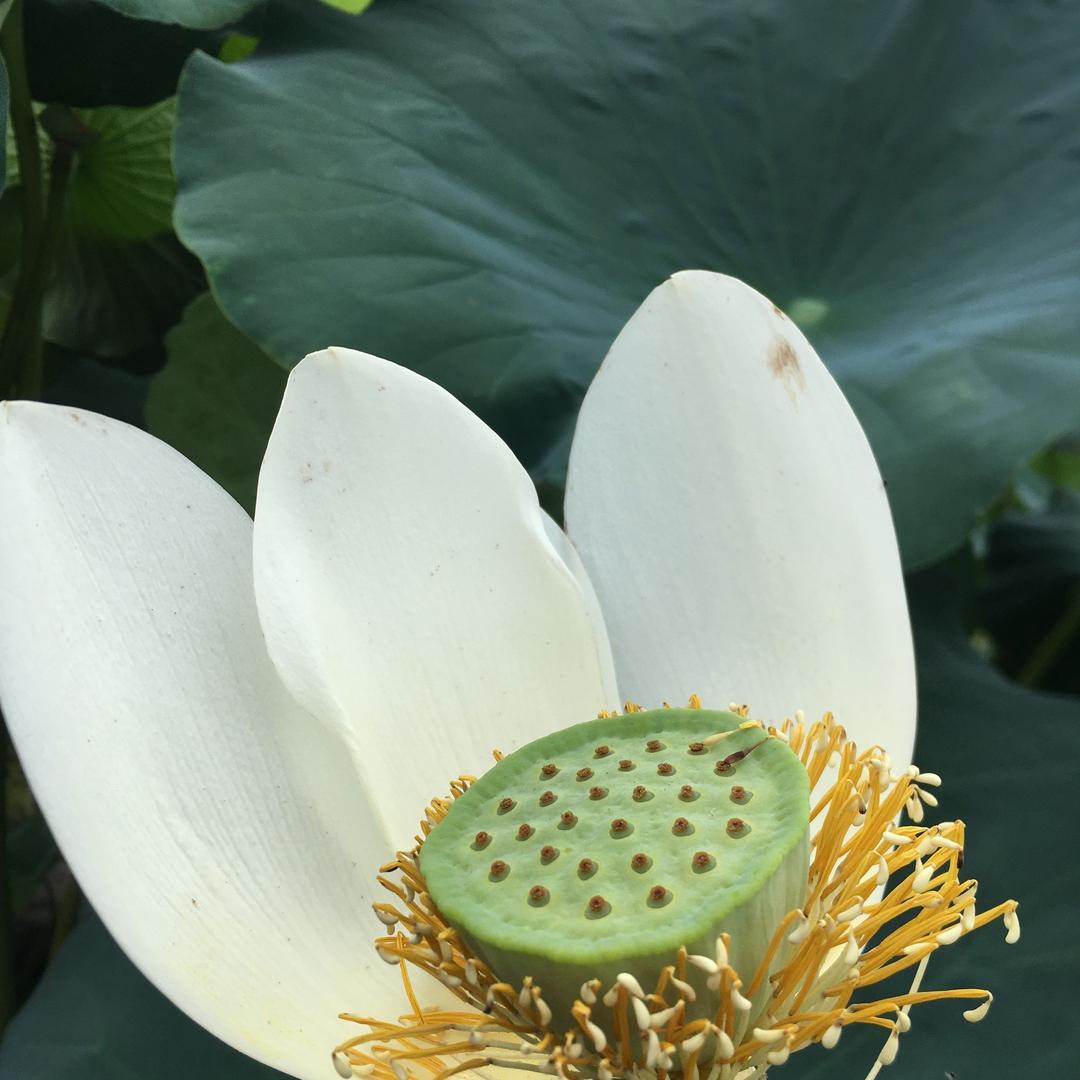 幸福有李
