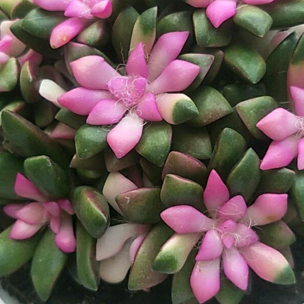 燕尾服无限风光在险峰