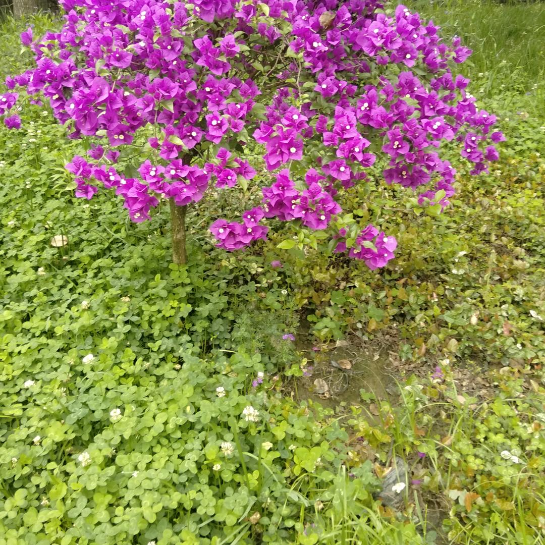 一帆风顺