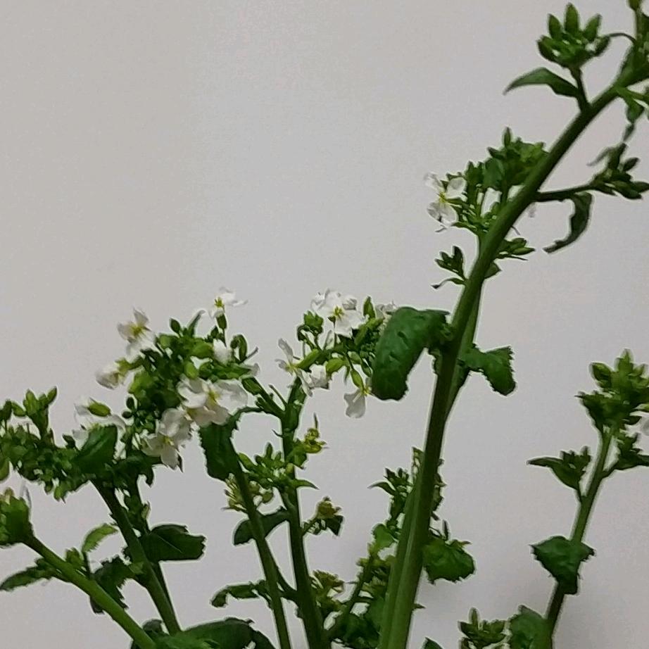 百草香