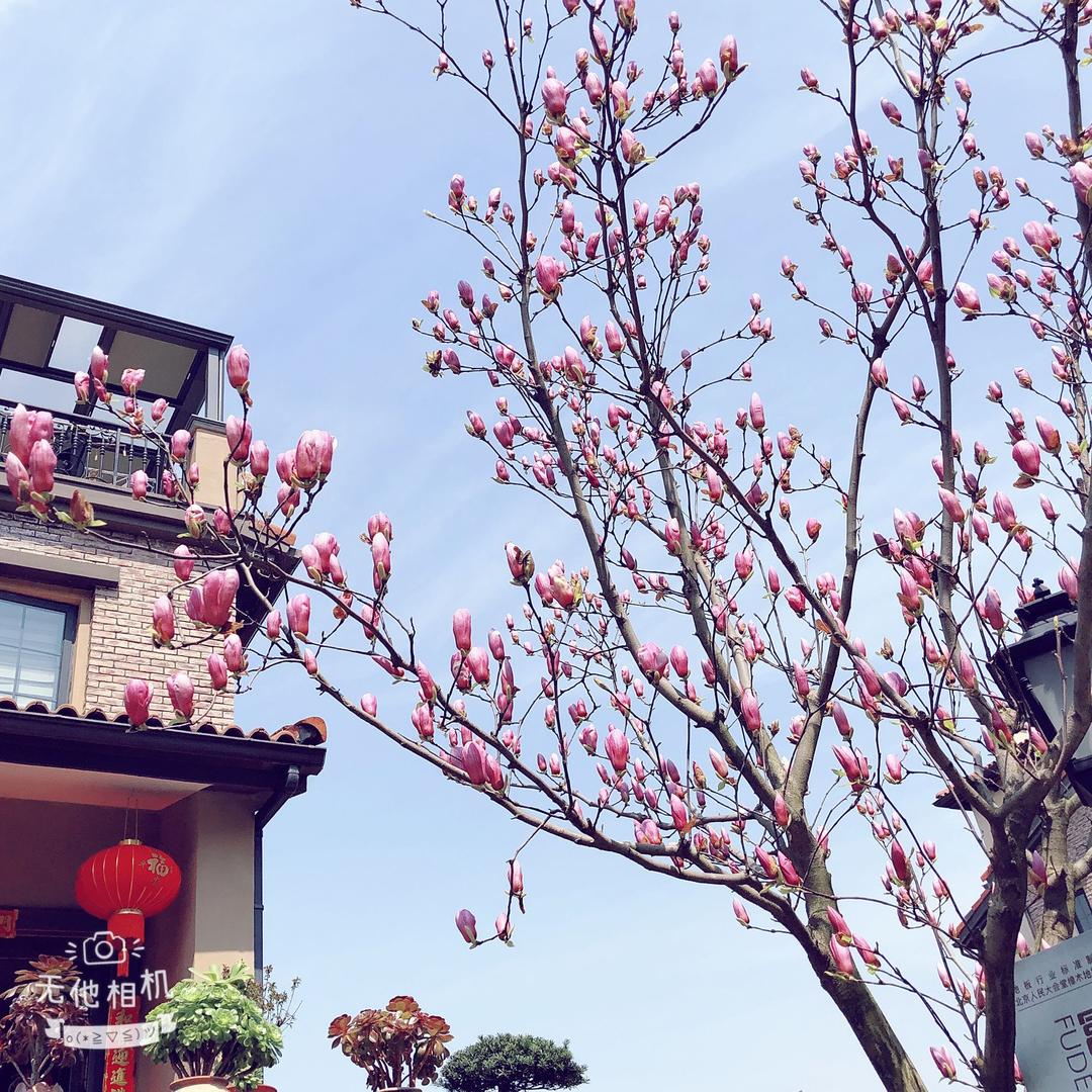 山花兰熳