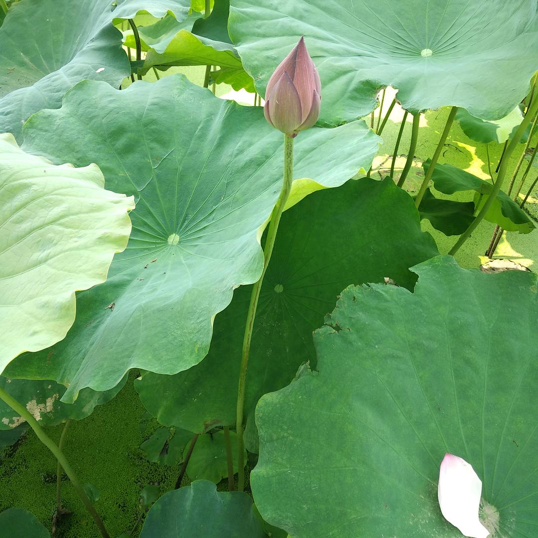 冲锋茄子