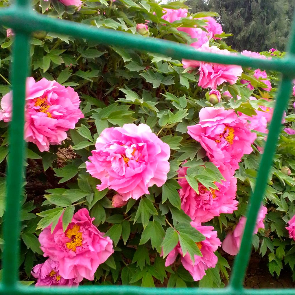 苹果