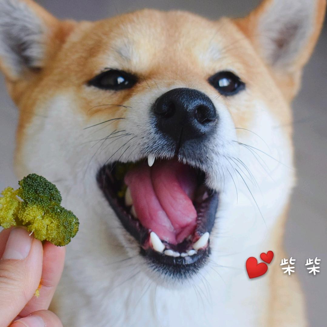 柴柴物语