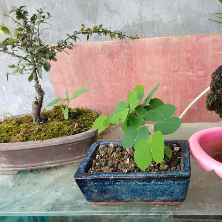 田应芳