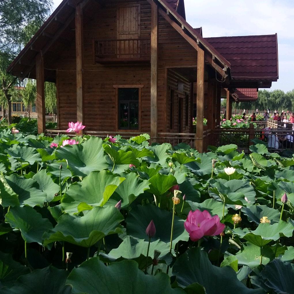 小麦