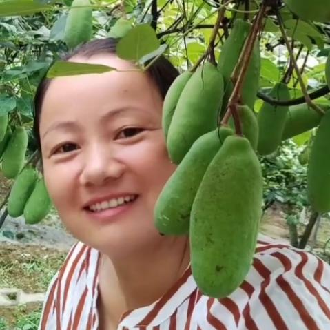 湖南湘西八月瓜果苗种植
