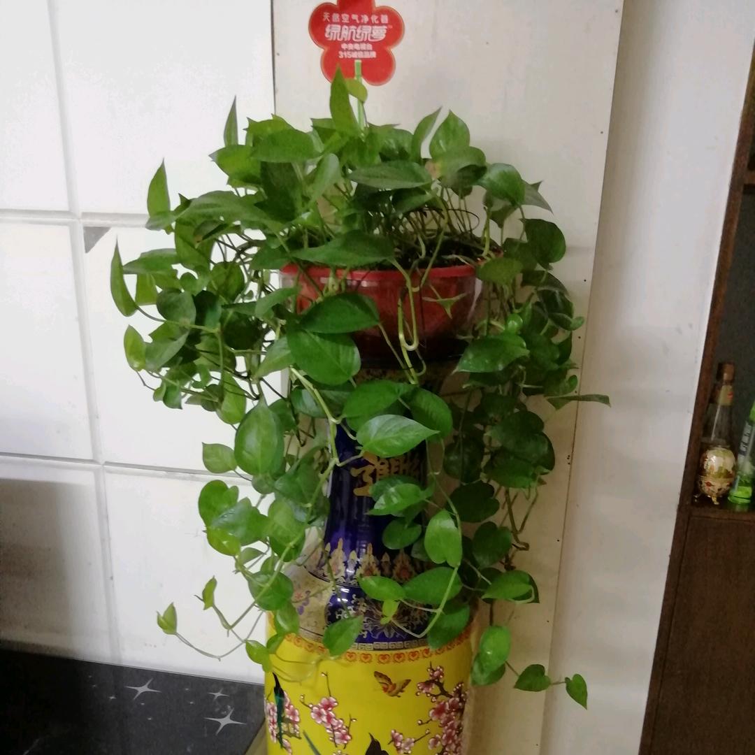 蒲公英的约定