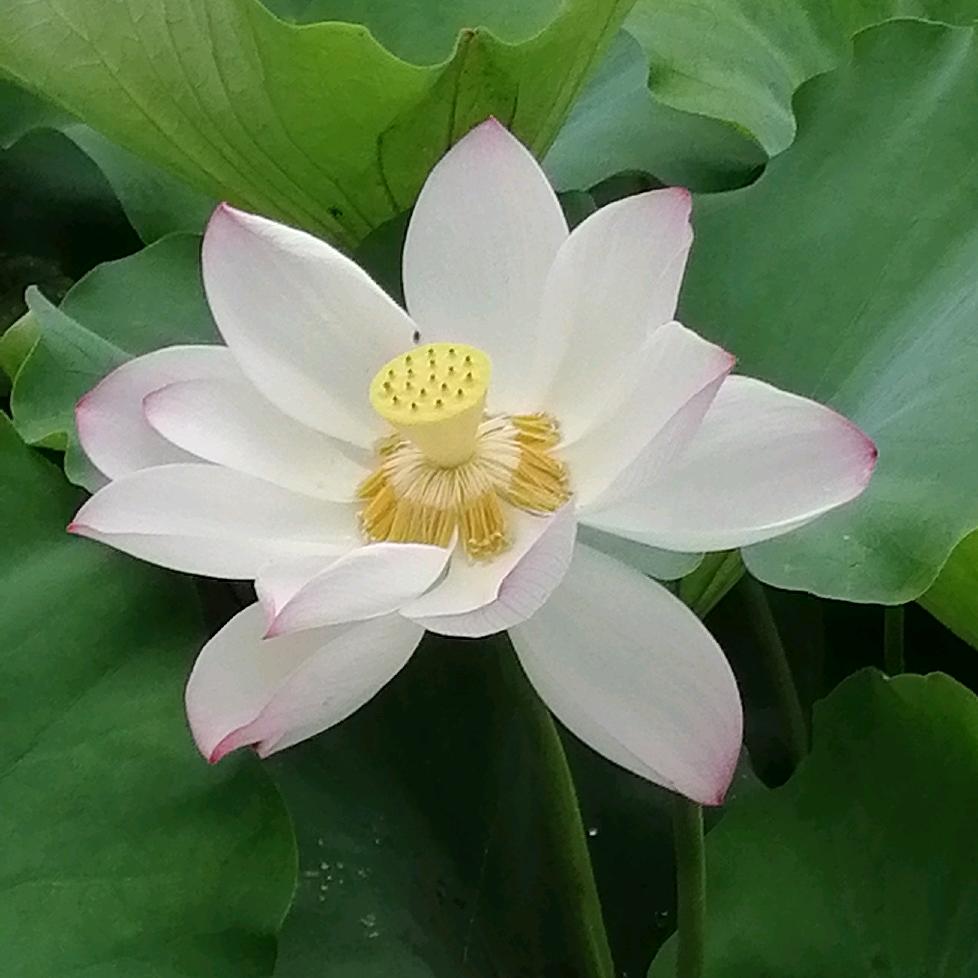 醉逍遥