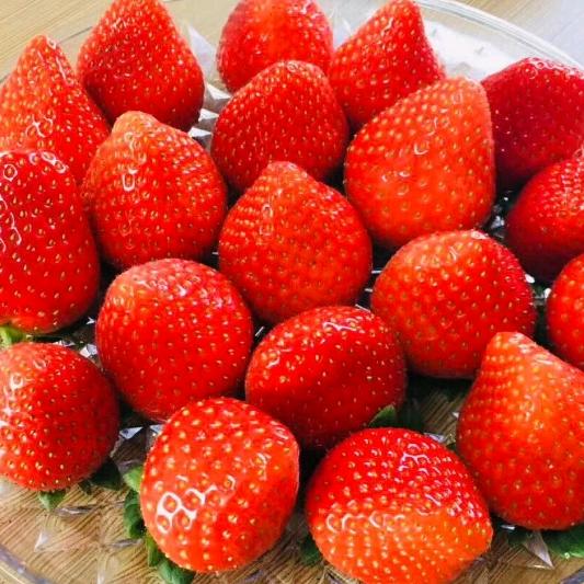 山东普朗特农业技术有限公司