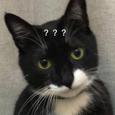 蔡哲敏子的猪比