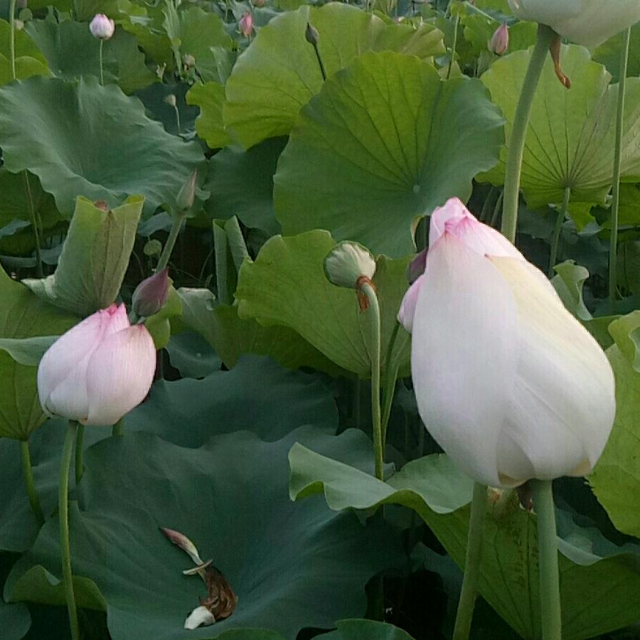 雨荷