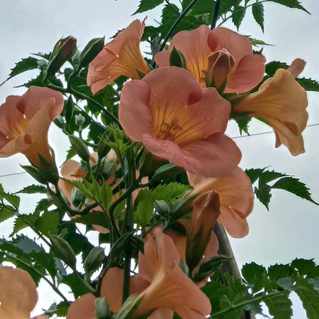 指尖上的花瓣