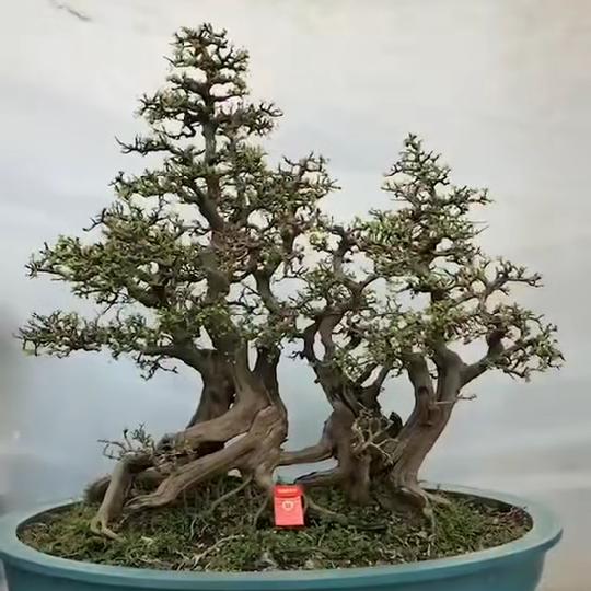 世纪盆景基地