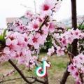 李苗