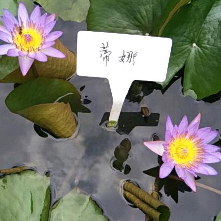 💘被遗忘的诺言