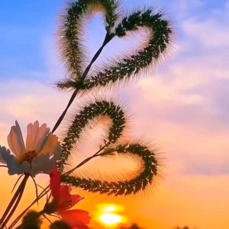 🌻一米 阳光🌻