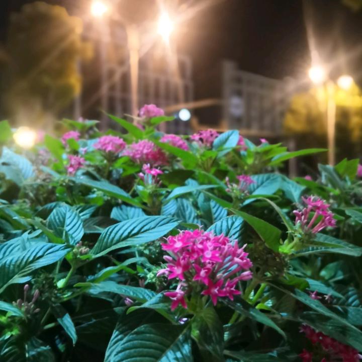 逐水看花任意行