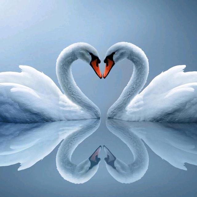 白天鹅 家政 洗衣 鲜花一站式服务