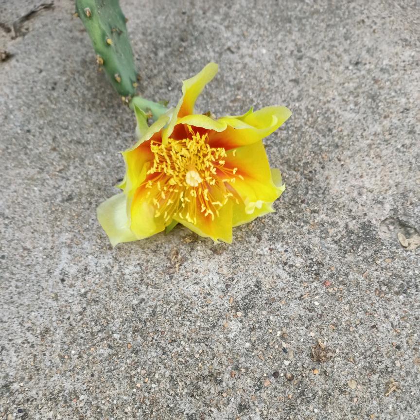 沙礓河我的家乡