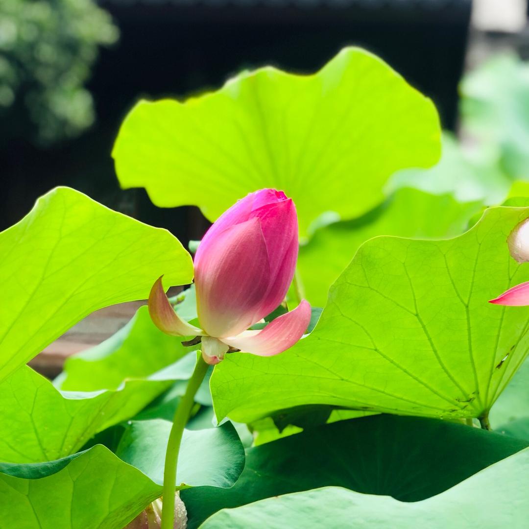 🌟小金鱼🌟