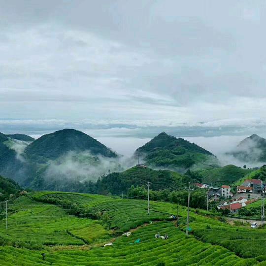 香茗苑茶庄