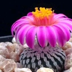 烤鸭恋上微波炉