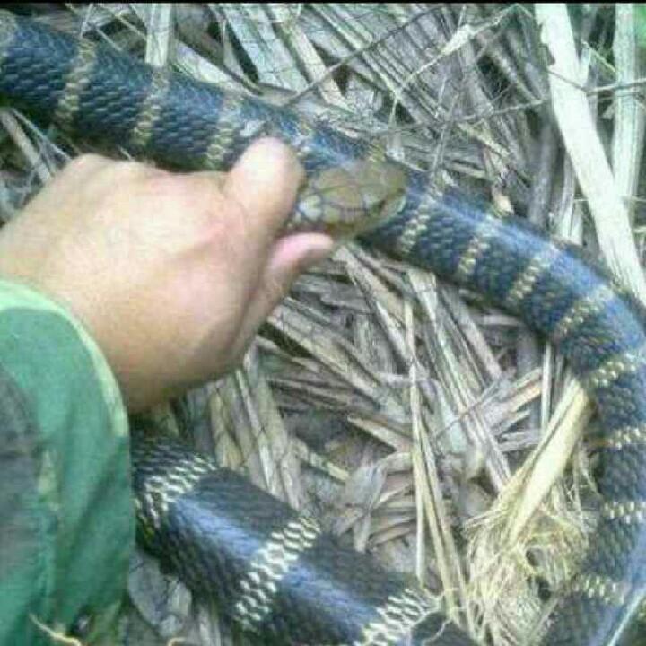 蛇王