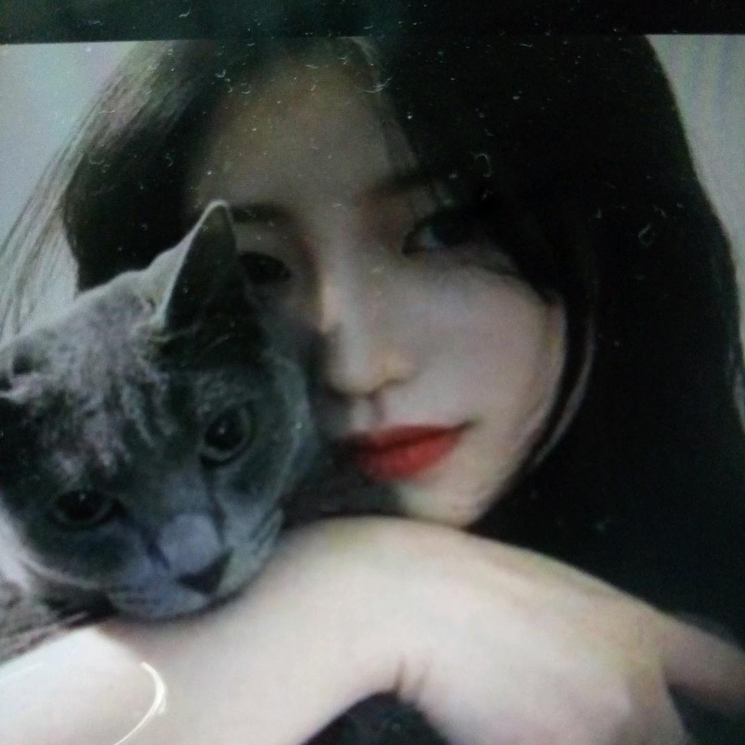 可乐的猫