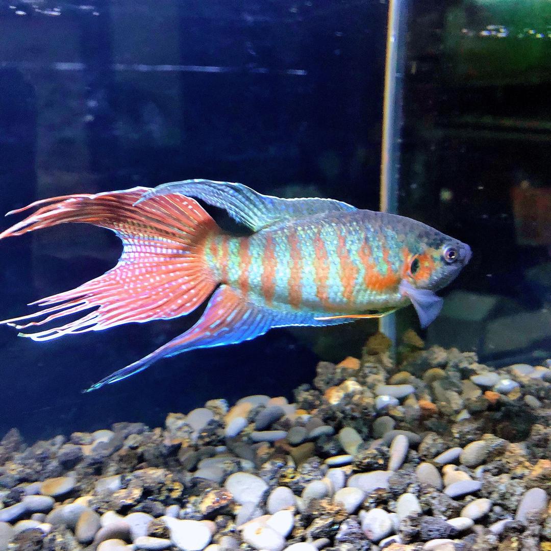 李小鱼🐟国斗鱼