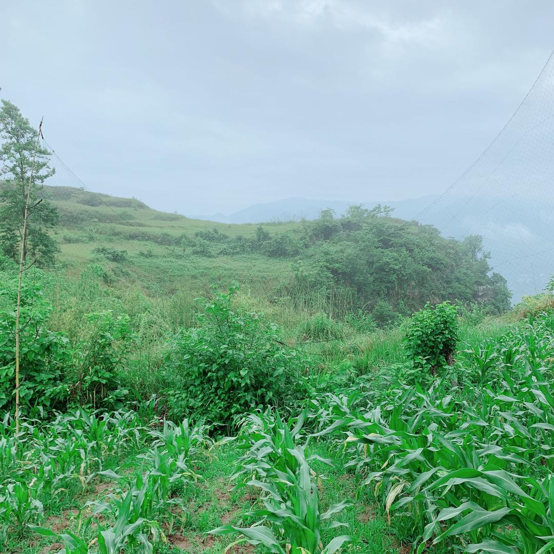 小张