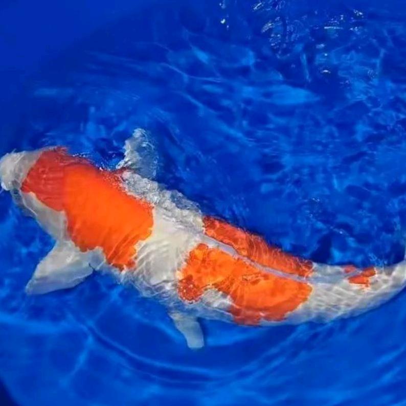 潍坊市水精灵水族有限公司