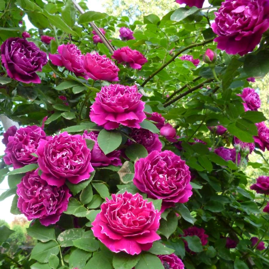 嘉兴•欧皇月季花卉基地