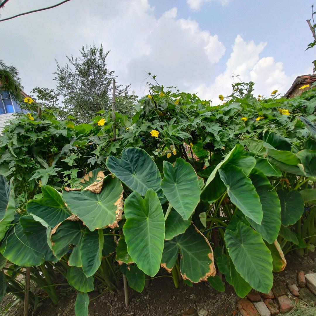 花颜草语