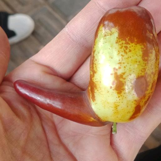 灵武长枣李莫愁